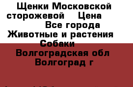 Щенки Московской сторожевой  › Цена ­ 25 000 - Все города Животные и растения » Собаки   . Волгоградская обл.,Волгоград г.